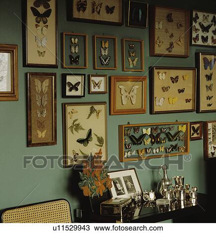 Framed butterfly collection on wall View Large Photo Image Stock Image - Framed butterfly collection on wall. Fotosearch