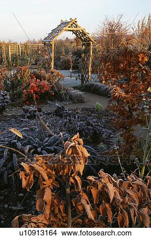 Frost on plants in country garden in winter View Large Photo Image Picture - Frost on plants in country garden in winter. Fotosearch
