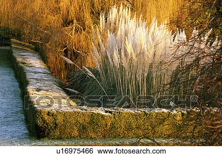 Stock Photograph - Frost on stone wallin front of pampus grass in country garden in winter. Fotosearch