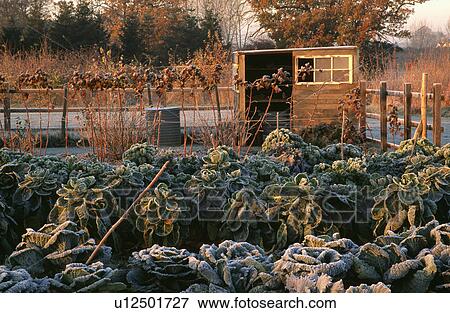 Stock Photo - Frosted cabbage in country vegetable garden in winter. Fotosearch