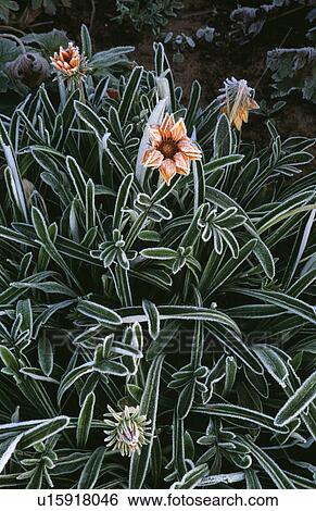 Stock Photograph - Frosted plants in country garden in winter. Fotosearch