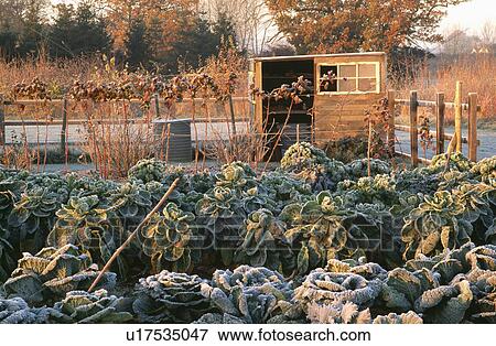 Stock Photo - Frosted plants in country vegetable garden in winter. Fotosearch