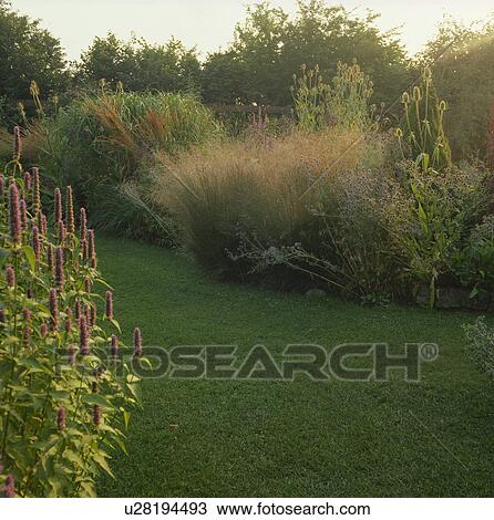 Grass path and herbaceous borders with tall grasses in country garden in late summer View Large Photo Image Stock Image - Grass path and herbaceous borders with tall grasses in country garden in late summer. Fotosearch