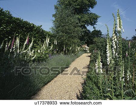 Stock Image - Gravel path through lavender borders in large country garden in summer. Fotosearch