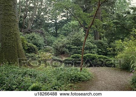 Stock Photo - Gravel path through underplanting in large woodland garden. Fotosearch