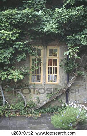 Green climbing plant above cream casement window View Large Photo Image Stock Image - Green climbing plant above cream casement window. Fotosearch