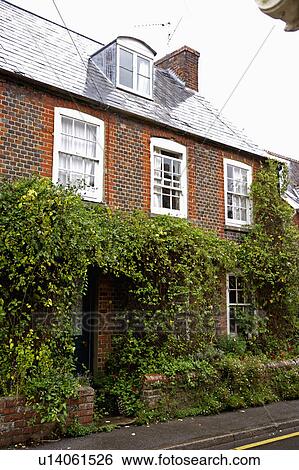 Stock Photograph - Green climbing plant on Georgian brick country house&#13; &#10; &#13; &#10; &#13; &#10; &#13; &#10; &#13; &#10; &#13; &#10;. Fotosearch