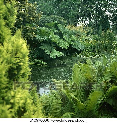 Green ferns and Gunnera Manicata around woodland pond View Large Photo Image Stock Photograph - Green ferns and Gunnera Manicata around woodland pond. Fotosearch