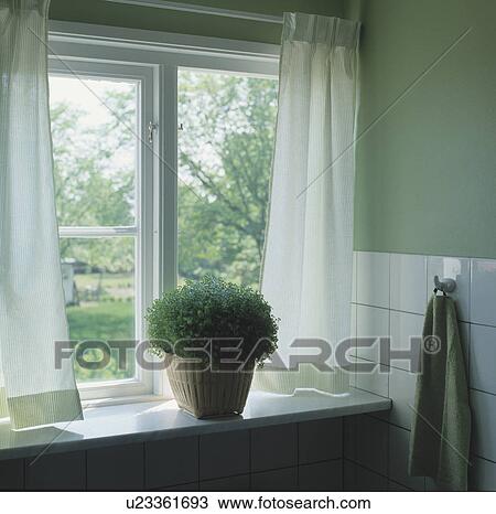Green helzine in basket on window sill with white curtains at the window View Large Photo Image Stock Image - Green helzine in basket on window sill with white curtains at the window. Fotosearch