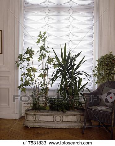 Green houseplants in front of window with white ruched blind View Large Photo Image Stock Image - Green houseplants in front of window with white ruched blind . Fotosearch