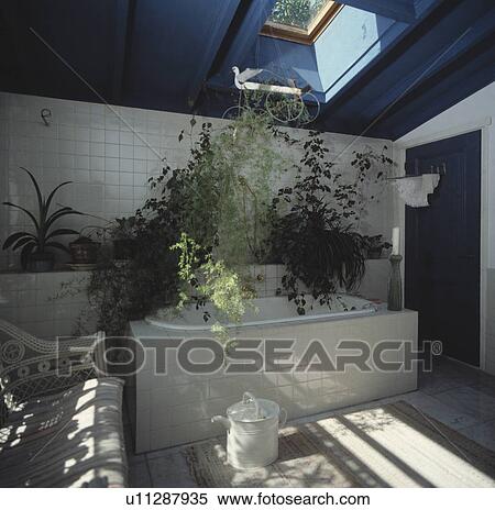 Green houseplants on shelf above white bath in bathroom with blue ceiling View Large Photo Image Stock Photography - Green houseplants on shelf above white bath in bathroom with blue ceiling. Fotosearch