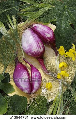 green, yellow, vegetable, food View Large Photo Image Stock Image - green, yellow, vegetable, food. Fotosearch