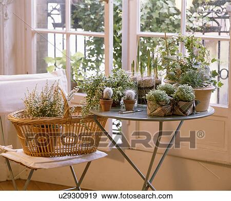 Stock Photo - Heather in basket on chair and green houseplants in pots table in front of window. Fotosearch