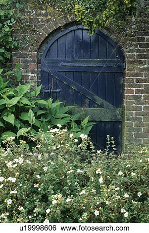 Stock Photograph - Helianthemum in front of door in walled garden. Fotosearch