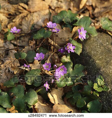 Stock Image - Hepatica growing through autumn leaves to herald spring . Fotosearch