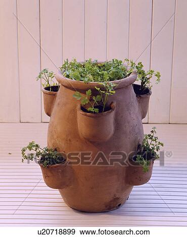 Herbs in terracotta strawberry pot View Large Photo Image Stock Photo - Herbs in terracotta strawberry pot. Fotosearch