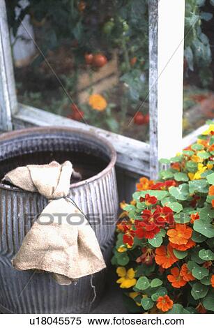 Hessian sack on old galvanised metal tub beside orange nasturtiums View Large Photo Image Stock Photography - Hessian sack on old galvanised metal tub beside orange nasturtiums. Fotosearch