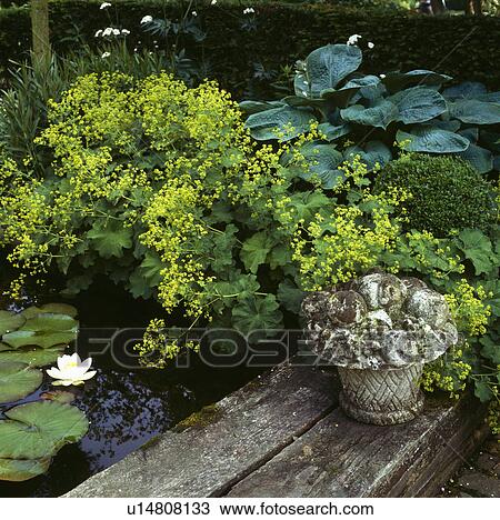 Hostas, lady's mantle and white waterlillies at the edge of a small formal pond View Large Photo Image Stock Image - Hostas, lady's mantle and white waterlillies at the edge of a small formal pond. Fotosearch