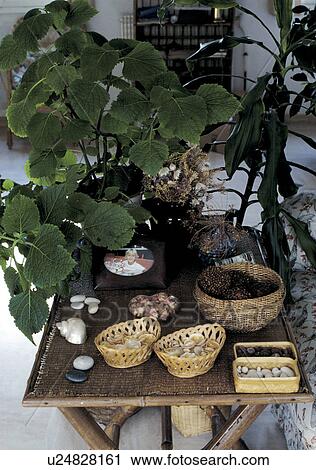 Houseplants and Personal Ornaments. View Large Photo Image Stock Image - Houseplants and Personal Ornaments. . Fotosearch