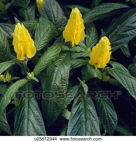 houseplants, yellow, green View Large Photo Image Picture - houseplants, yellow, green. Fotosearch