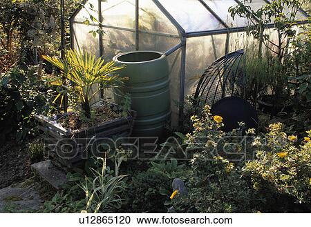 Stock Image - Inside greenhouse in garden. Fotosearch