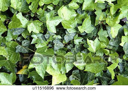 ivy, climber, green, hedera, plants View Large Photo Image Stock Photograph - ivy, climber, green, hedera, plants. Fotosearch