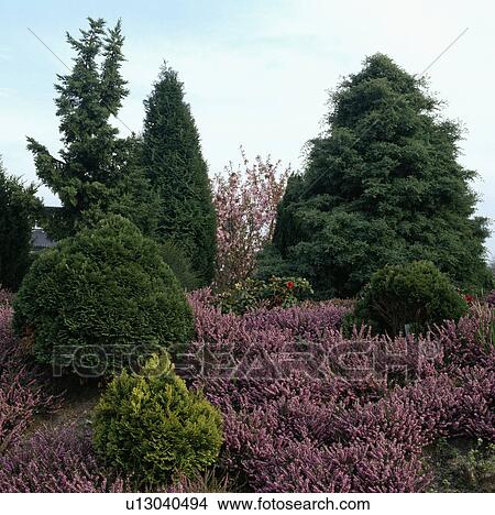 Picture -  Large conifers underplanted with pink winter flowering heather . Fotosearch