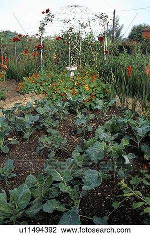 Large country vegetable garden in summer View Large Photo Image Stock Image - Large country vegetable garden in summer. Fotosearch
