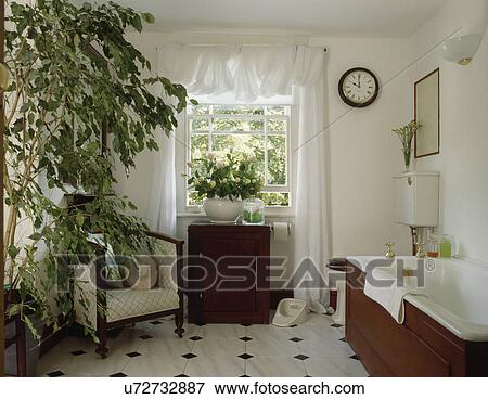 Large green houseplant and white draped curtain in white bathroom with black and white tiled floor View Large Photo Image Stock Photo - Large green houseplant and white draped curtain in white bathroom with black and white tiled floor. Fotosearch