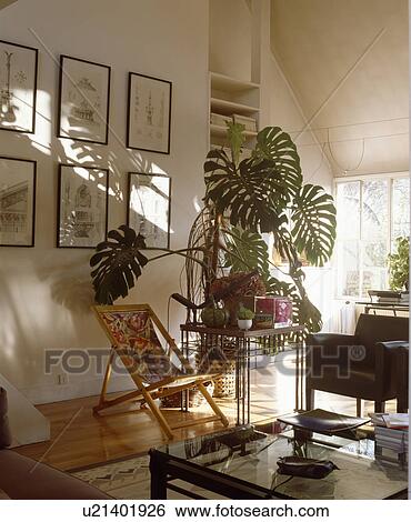 Large houseplant and floral deckchair below pictures on wall in modern living room View Large Photo Image Stock Photograph - Large houseplant and floral deckchair below pictures on wall in modern living room. Fotosearch