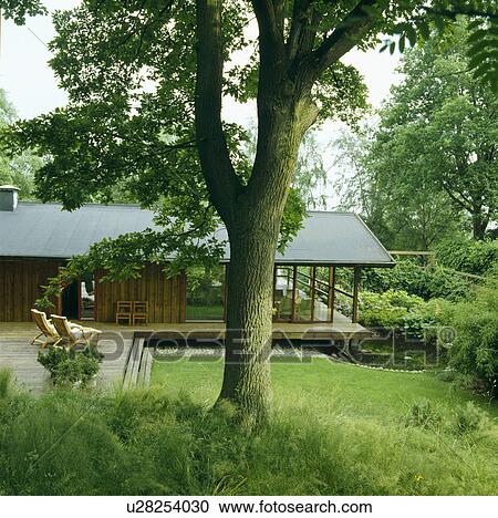 Stock Image - Large tree in country garden in summer. Fotosearch