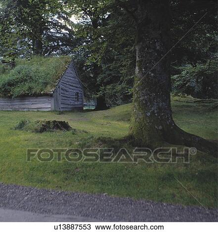 Large tree on grass in front of wooden shed in large country garden View Large Photo Image Stock Image - Large tree on grass in front of wooden shed in large country garden. Fotosearch
