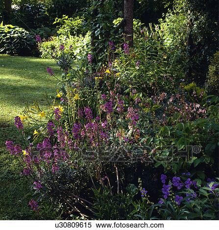 Late summer border in country garden View Large Photo Image Stock Photography - Late summer border in country garden. Fotosearch