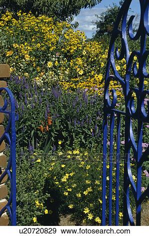 Late summer border with yellow daisies-sneezeweed and sunflowers- seen through a blue painted gate View Large Photo Image Stock Photo - Late summer border with yellow daisies-sneezeweed and sunflowers- seen through a blue painted gate. Fotosearch