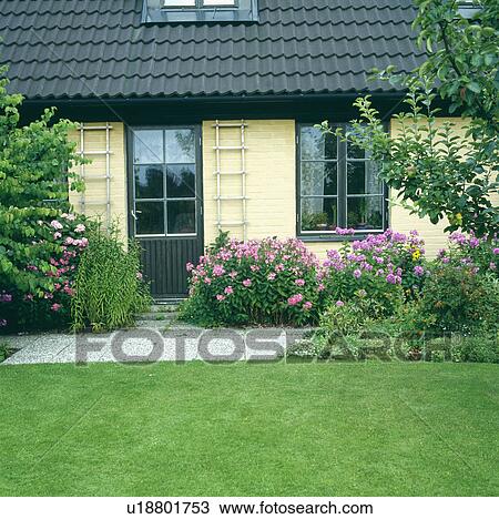 Stock Image - Lawn and pink hydrangeas in front of single-storey traditional cream Scandinavian house. Fotosearch