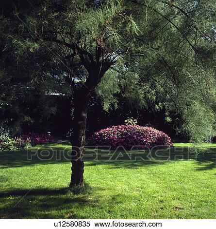 Stock Photography - Lawn in summer country garden. Fotosearch