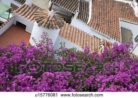 Looking down on purple bougainvillea and traditional white Spanish house with terracotta roof tiles View Large Photo Image Stock Image - Looking down on purple bougainvillea and traditional white Spanish house with terracotta roof tiles. Fotosearch