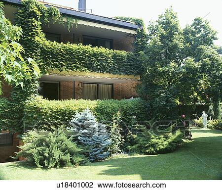 Low brick built house with ivy covered balconies in a sunny garden with lawns and dwarf conifers View Large Photo Image Stock Image - Low brick built house with ivy covered balconies in a sunny garden with lawns and dwarf conifers . Fotosearch