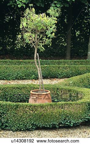 Low clipped hedge in large country garden View Large Photo Image Stock Image - Low clipped hedge in large country garden. Fotosearch