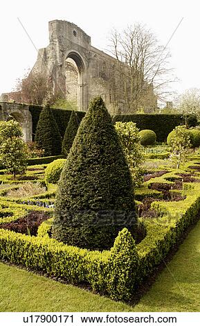 Stock Image - Low clipped hedges and topiary in knot garden with ruined abbey in the background. Fotosearch