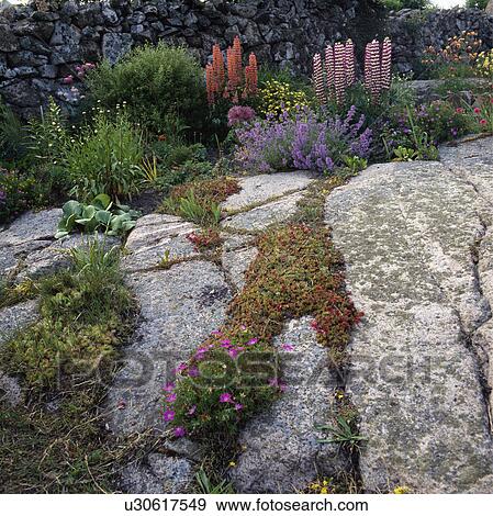 Stock Photo - Lupins growing on rock in coastal garden. Fotosearch