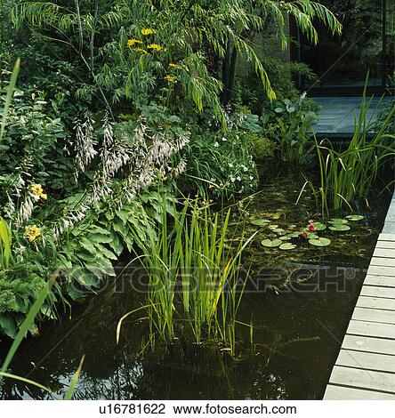 Lush green plants and pond in town garden View Large Photo Image Stock Image - Lush green plants and pond in town garden. Fotosearch
