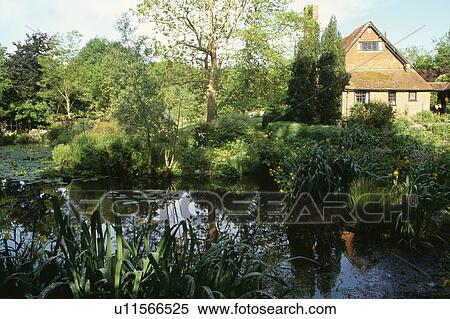 Lush plants around pond in country garden in summer View Large Photo Image Stock Photography - Lush plants around pond in country garden in summer. Fotosearch
