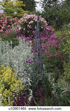 Metal obelisk in summer border with helichrysum and pink roses View Large Photo Image Stock Photography - Metal obelisk in summer border with helichrysum and pink roses. Fotosearch