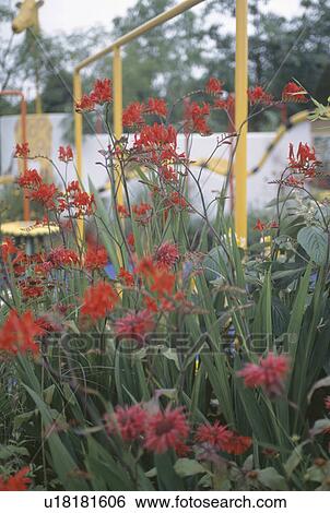 Monarda "Didyma" and Crocosmia "Lucifer" in summer garden border in front of yellow fence View Large Photo Image Stock Photograph - Monarda "Didyma" and Crocosmia "Lucifer" in summer garden border in front of yellow fence. Fotosearch