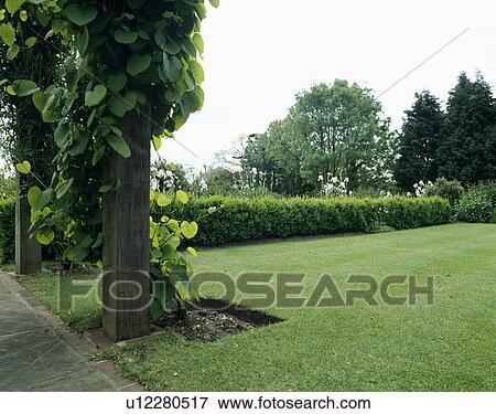 Mown lawn in large country garden View Large Photo Image Stock Photo - Mown lawn in large country garden. Fotosearch