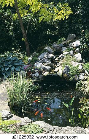 Natural pond in town garden with lush green plants View Large Photo Image Stock Image - Natural pond in town garden with lush green plants. Fotosearch