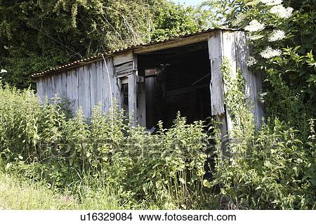 Nettles growing in front of dilapidated wooden garden shed View Large Photo Image Picture - Nettles growing in front of dilapidated wooden garden shed. Fotosearch