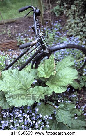 Old bicycle in border with rhubarb and myosotis View Large Photo Image Stock Photo - Old bicycle in border with rhubarb and myosotis. Fotosearch