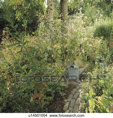 Picture - Old metal watering can in overgrown country garden in summer. Fotosearch